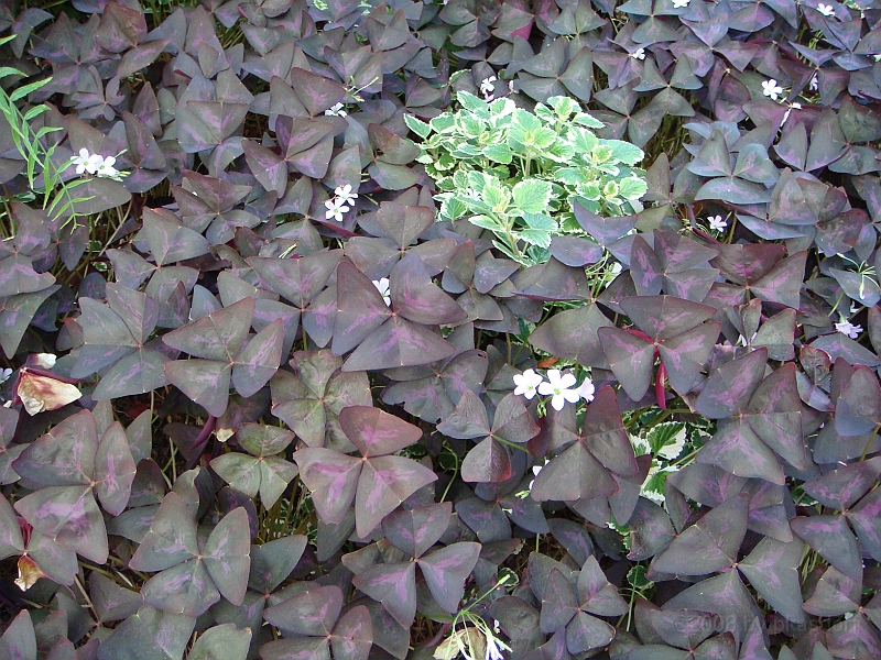 315 Longwood Gardens [2008 August 23].JPG - Longwood Gardens in Pennsylvania